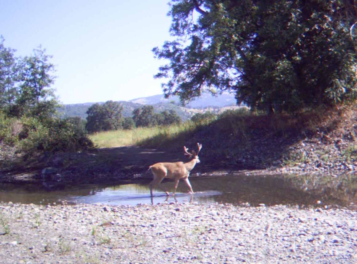 Deer near the creek