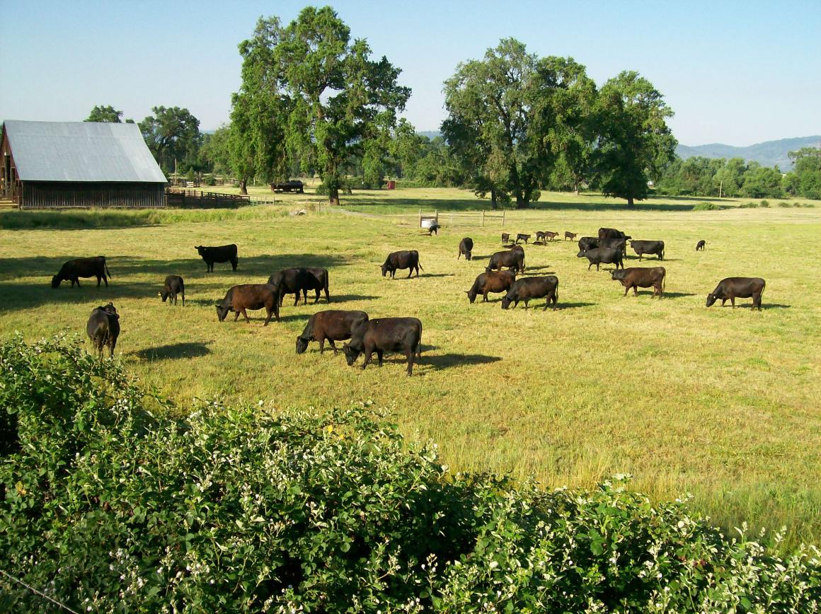 Cattle near the barn