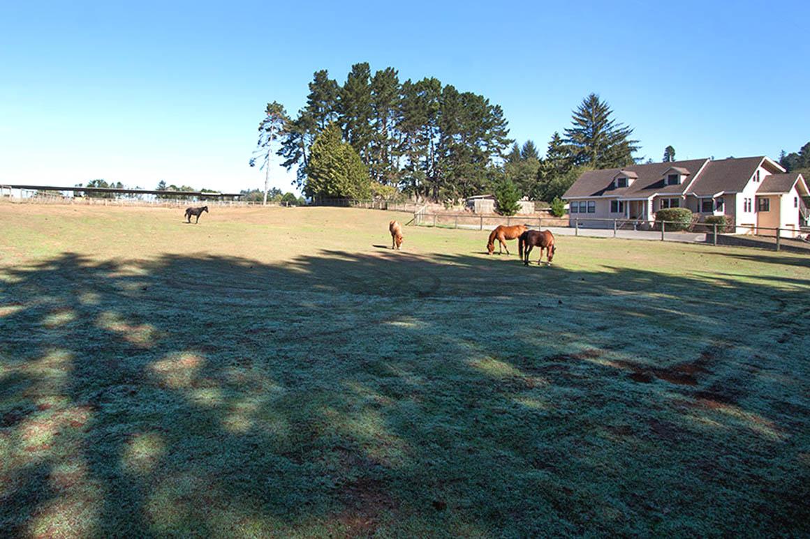 Serene horse pasture facing home